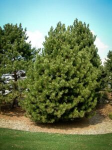 Сосна Чёрная (Pinus Nigra) купить по цене от 270.00р. в интернет-магазине «Посадика» с доставкой почтой в в Петров Вале и по всей России – [изображение №1].