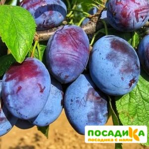 Слива Чачакская ранняя купить по цене от 229.00р. в интернет-магазине «Посадика» с доставкой почтой в в Петров Вале и по всей России – [изображение №1].