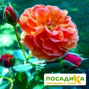 Роза Арабия купить по цене от 350.00р. в интернет-магазине «Посадика» с доставкой почтой в в Петров Вале и по всей России – [изображение №1].