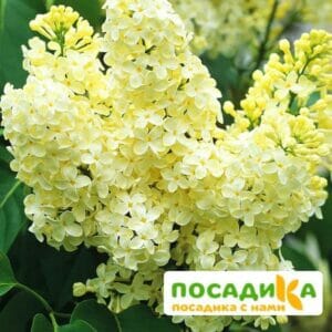 Сирень Примроуз (Primrose) купить по цене от 529.00р. в интернет-магазине «Посадика» с доставкой почтой в в Петров Вале и по всей России – [изображение №1].