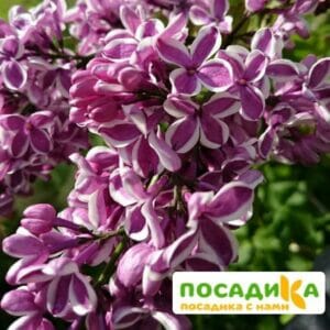 Сирень Сенсация купить по цене от 529.00р. в интернет-магазине «Посадика» с доставкой почтой в в Петров Вале и по всей России – [изображение №1].