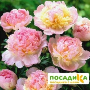 Пион Распберри Сандей (Paeonia Raspberry Sundae) купить по цене от 959р. в интернет-магазине «Посадика» с доставкой почтой в в Петров Вале и по всей России – [изображение №1].