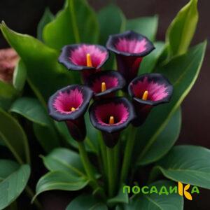 Калла Аура Лейс купить по цене от 400р. в интернет-магазине «Посадика» с доставкой почтой в в Петров Вале и по всей России – [изображение №1].