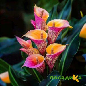 Калла Оникс купить по цене от 450р. в интернет-магазине «Посадика» с доставкой почтой в в Петров Вале и по всей России – [изображение №1].