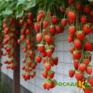 Клубника вьющаяся Комплимент купить по цене от 470р. в интернет-магазине «Посадика» с доставкой почтой в в Петров Вале и по всей России – [изображение №1].