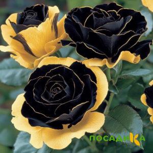 Роза Ханни Сикл купить по цене от 700р. в интернет-магазине «Посадика» с доставкой почтой в в Петров Вале и по всей России – [изображение №1].