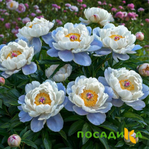 Пион акварельный Этюд купить по цене от 806р. в интернет-магазине «Посадика» с доставкой почтой в в Петров Вале и по всей России – [изображение №1].