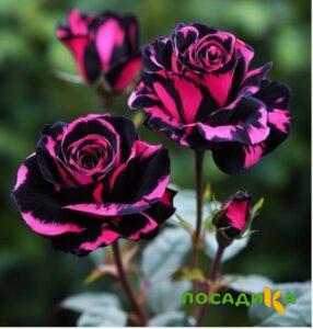 Роза Багровый Шепот купить по цене от 366р. в интернет-магазине «Посадика» с доставкой почтой в в Петров Вале и по всей России – [изображение №1].