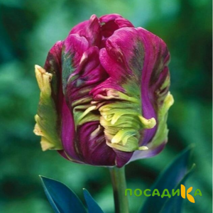 Тюльпан Экзотик Хэвен купить по цене от 186р. в интернет-магазине «Посадика» с доставкой почтой в в Петров Вале и по всей России – [изображение №1].