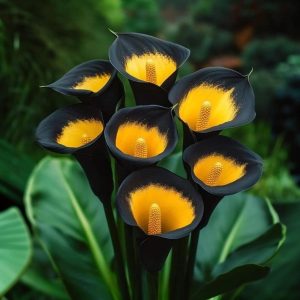 Калла Легато купить по цене от 620р. в интернет-магазине «Посадика» с доставкой почтой в в Петров Вале и по всей России – [изображение №1].