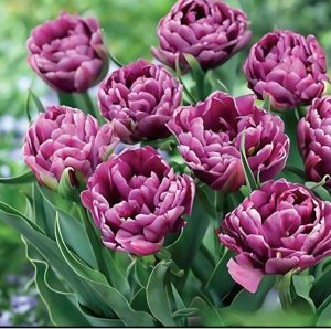 Тюльпан Айс Крим купить по цене от 430р. в интернет-магазине «Посадика» с доставкой почтой в в Петров Вале и по всей России – [изображение №1].