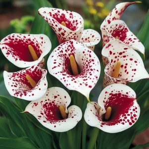 Калла Эмпайр купить по цене от 302р. в интернет-магазине «Посадика» с доставкой почтой в в Петров Вале и по всей России – [изображение №1].