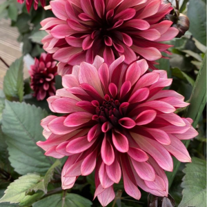 Георгин Перли Сансет купить по цене от 309р. в интернет-магазине «Посадика» с доставкой почтой в в Петров Вале и по всей России – [изображение №1].