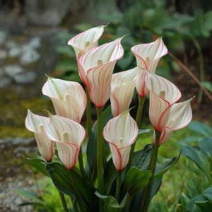 Калла Глейшер купить по цене от 299р. в интернет-магазине «Посадика» с доставкой почтой в в Петров Вале и по всей России – [изображение №1].