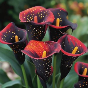 Калла Нуар купить по цене от 299р. в интернет-магазине «Посадика» с доставкой почтой в в Петров Вале и по всей России – [изображение №1].