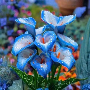 Калла Портрейт купить по цене от 292р. в интернет-магазине «Посадика» с доставкой почтой в в Петров Вале и по всей России – [изображение №1].