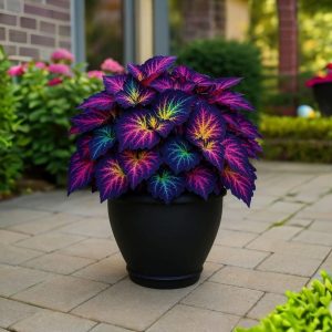 Хоста Фрости Блю купить по цене от 389р. в интернет-магазине «Посадика» с доставкой почтой в в Петров Вале и по всей России – [изображение №1].