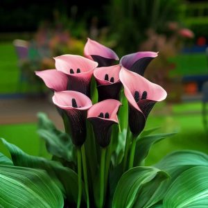 Калла Энигма купить по цене от 291р. в интернет-магазине «Посадика» с доставкой почтой в в Петров Вале и по всей России – [изображение №1].