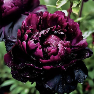 Пион Темный Сад купить по цене от 421р. в интернет-магазине «Посадика» с доставкой почтой в в Петров Вале и по всей России – [изображение №1].