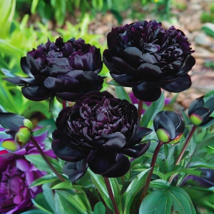 Пион Королевский Бархат купить по цене от 419р. в интернет-магазине «Посадика» с доставкой почтой в в Петров Вале и по всей России – [изображение №1].