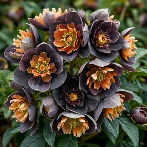 Морозник Блум Айс купить по цене от 499р. в интернет-магазине «Посадика» с доставкой почтой в в Петров Вале и по всей России – [изображение №1].