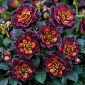 Морозник Сноу Дроп купить по цене от 348р. в интернет-магазине «Посадика» с доставкой почтой в в Петров Вале и по всей России – [изображение №1].