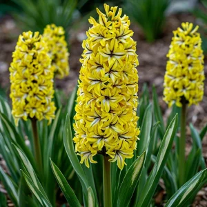 Гиацинт Сансет Голд купить по цене от 2099р. в интернет-магазине «Посадика» с доставкой почтой в в Петров Вале и по всей России – [изображение №1].