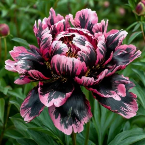 Пион Дроп Руби купить по цене от 469р. в интернет-магазине «Посадика» с доставкой почтой в в Петров Вале и по всей России – [изображение №1].