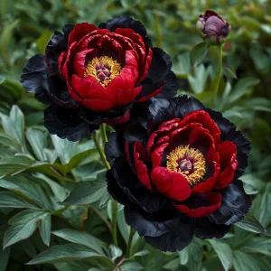 Пион Эбеновый Рубин купить по цене от 419р. в интернет-магазине «Посадика» с доставкой почтой в в Петров Вале и по всей России – [изображение №1].