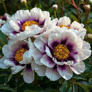 Пион Эко Саммер купить по цене от 548р. в интернет-магазине «Посадика» с доставкой почтой в в Петров Вале и по всей России – [изображение №1].