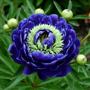 Пион Дримвивер купить по цене от 417р. в интернет-магазине «Посадика» с доставкой почтой в в Петров Вале и по всей России – [изображение №1].