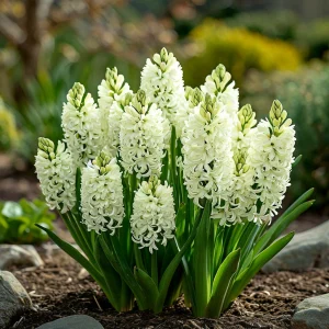 Гиацинт Дрим Трейл купить по цене от 2099р. в интернет-магазине «Посадика» с доставкой почтой в в Петров Вале и по всей России – [изображение №1].