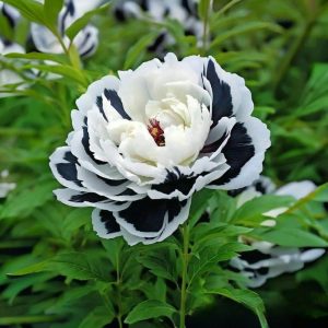 Пион Монохромный Шик купить по цене от 429р. в интернет-магазине «Посадика» с доставкой почтой в в Петров Вале и по всей России – [изображение №1].