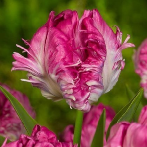 Тюльпан махровый Кул Кристал купить по цене от 400р. в интернет-магазине «Посадика» с доставкой почтой в в Петров Вале и по всей России – [изображение №1].